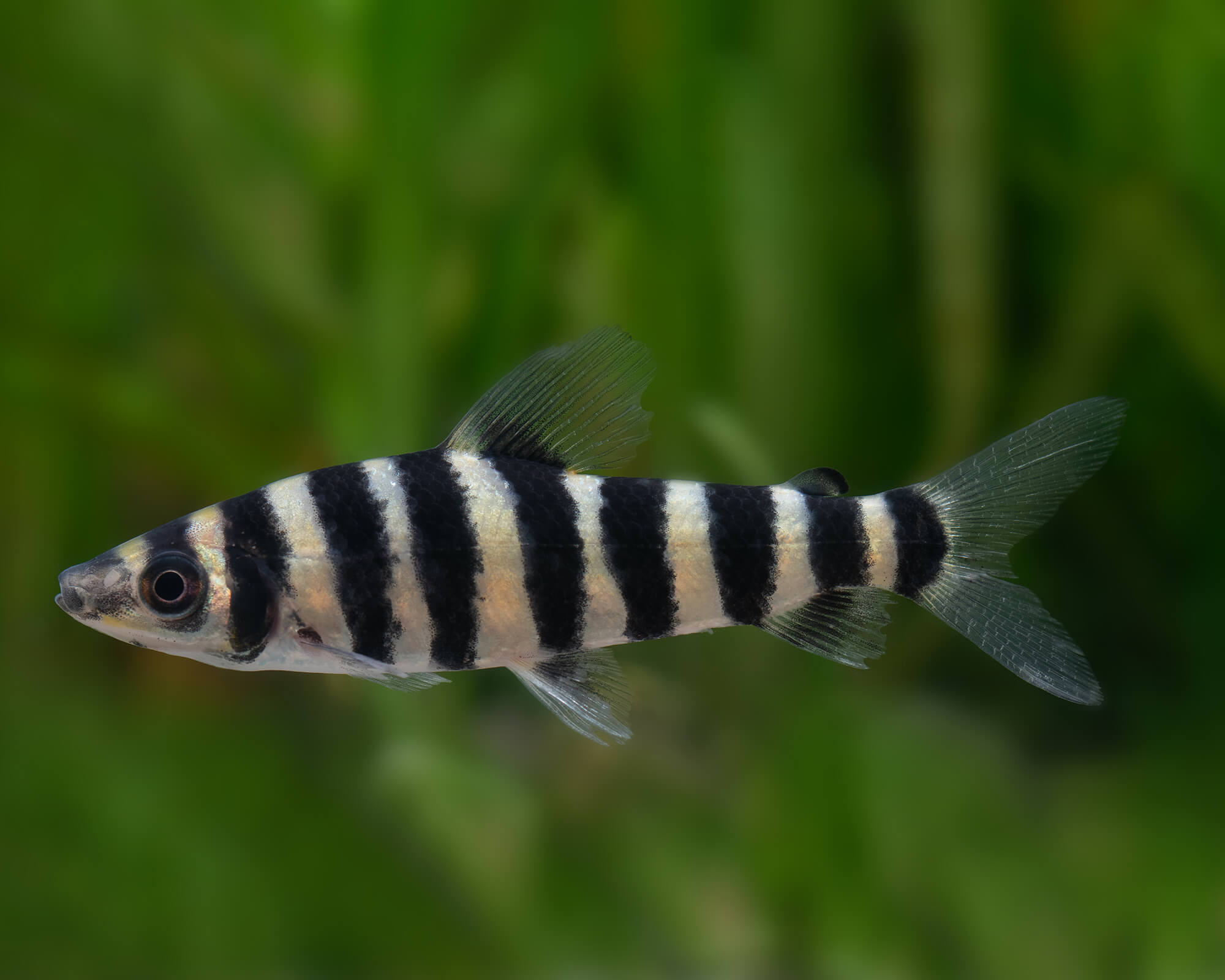 Leporinus affinis (Banded Leporinus)